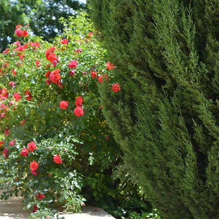 Terra Del Sole לינה וארוחת בוקר *